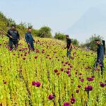 रुकुमपुर्वमा अफिम खेती नष्ट अभियान