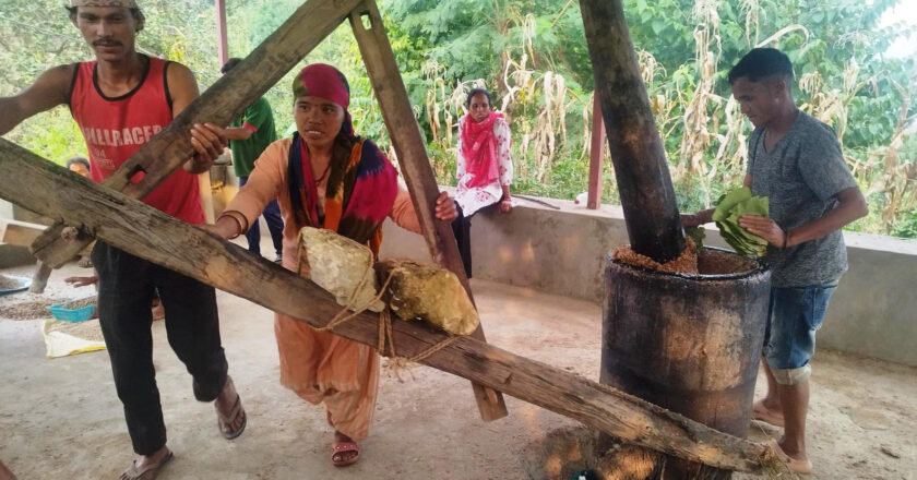 दाङ : चिउरीको दाना पेलेर घ्यूको जोहो