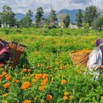 दाङमा लोकेन्द्र मगरको सयपत्री खेतीबाट वार्षिक ३५ लाख कारोबार